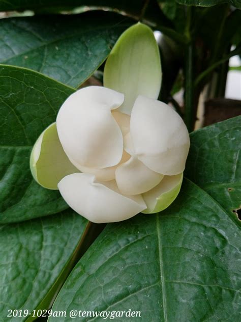 夜合花風水